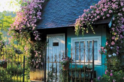 English Garden  ローザンベリー多和田　キューランブラー（サムネイル画像）