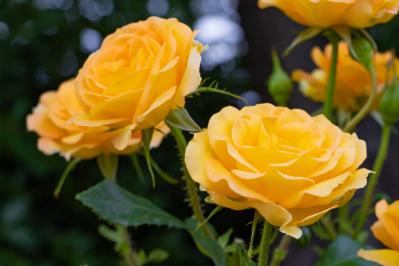 【保存版】バラのアブラムシ対策、何からする？初期に効く駆除のコツと春に増える理由、予防まで丸わかり（サムネイル画像2）