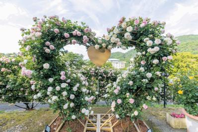 無料で行けるバラ園も！【東日本のローズガーデン】おすすめ3選。4月下旬〜7月上旬が見頃（サムネイル画像6）