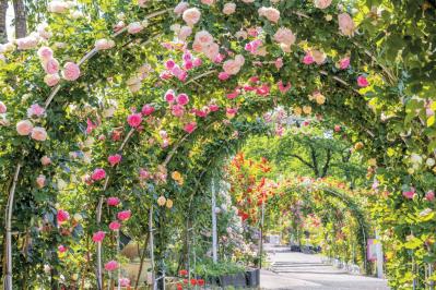 花巻温泉バラ園（サムネイル画像）