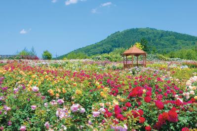 そらの花畑 世羅高原花の森（サムネイル画像）