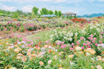 春の旅はバラの名所へ！【西日本のローズガーデン】おすすめ3選。香りのベスト時間、写真映えスポットは？