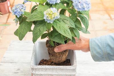 人気ガーデナー土谷ますみさんが作り方を伝授【小さなアジサイの寄せ植え】同系色でまとめてやさしげな印象に（サムネイル画像13）