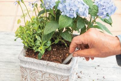 人気ガーデナー土谷ますみさんが作り方を伝授【小さなアジサイの寄せ植え】同系色でまとめてやさしげな印象に（サムネイル画像21）