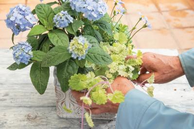 人気ガーデナー土谷ますみさんが作り方を伝授【小さなアジサイの寄せ植え】同系色でまとめてやさしげな印象に（サムネイル画像18）