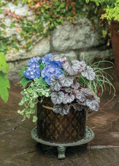 コンパクトだから気軽に楽しめる【小さなアジサイの寄せ植え】リーフプランツとのコラボが素敵！（サムネイル画像3）