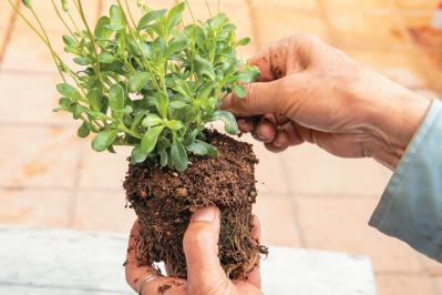 人気ガーデナー土谷ますみさんが作り方を伝授【小さなアジサイの寄せ植え】同系色でまとめてやさしげな印象に（サムネイル画像15）