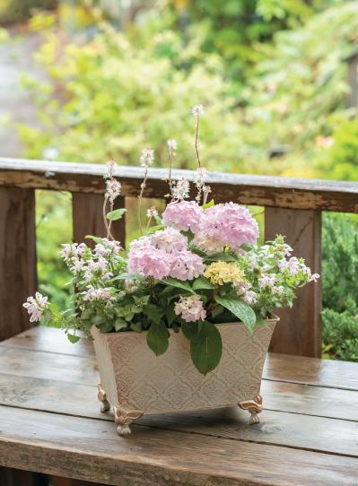 人気ガーデナー土谷ますみさんが作り方を伝授【小さなアジサイの寄せ植え】同系色でまとめてやさしげな印象に（サムネイル画像24）