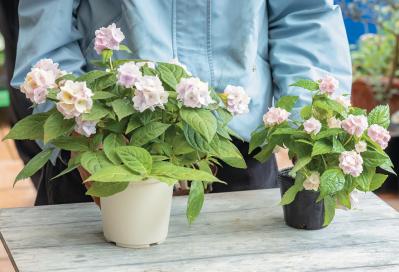 人気ガーデナー土谷ますみさんが作り方を伝授【小さなアジサイの寄せ植え】同系色でまとめてやさしげな印象に（サムネイル画像5）