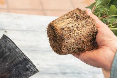 人気ガーデナー土谷ますみさんが作り方を伝授【小さなアジサイの寄せ植え】同系色でまとめてやさしげな印象に（サムネイル画像12）