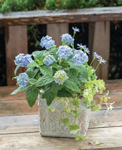 人気ガーデナー土谷ますみさんが作り方を伝授【小さなアジサイの寄せ植え】同系色でまとめてやさしげな印象に（サムネイル画像3）