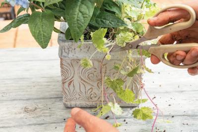 人気ガーデナー土谷ますみさんが作り方を伝授【小さなアジサイの寄せ植え】同系色でまとめてやさしげな印象に（サムネイル画像19）