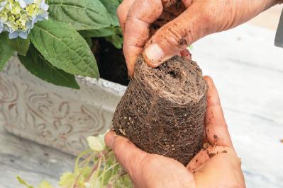 人気ガーデナー土谷ますみさんが作り方を伝授【小さなアジサイの寄せ植え】同系色でまとめてやさしげな印象に（サムネイル画像17）