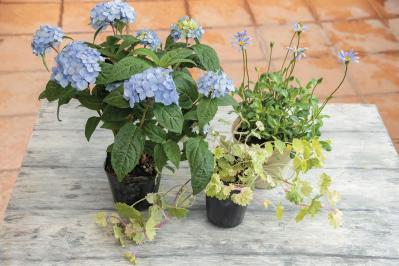 人気ガーデナー土谷ますみさんが作り方を伝授【小さなアジサイの寄せ植え】同系色でまとめてやさしげな印象に（サムネイル画像6）