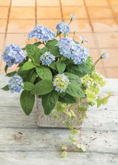 人気ガーデナー土谷ますみさんが作り方を伝授【小さなアジサイの寄せ植え】同系色でまとめてやさしげな印象に（サムネイル画像22）