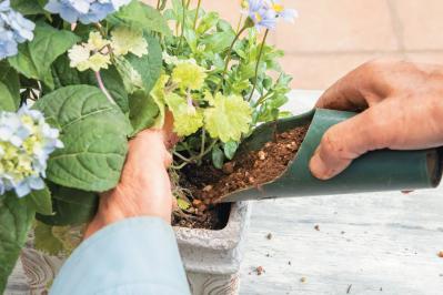 人気ガーデナー土谷ますみさんが作り方を伝授【小さなアジサイの寄せ植え】同系色でまとめてやさしげな印象に（サムネイル画像20）
