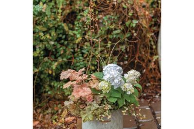 コンパクトだから気軽に楽しめる【小さなアジサイの寄せ植え】リーフプランツとのコラボが素敵！