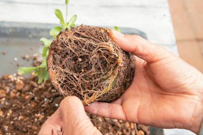 人気ガーデナー土谷ますみさんが作り方を伝授【小さなアジサイの寄せ植え】同系色でまとめてやさしげな印象に（サムネイル画像14）