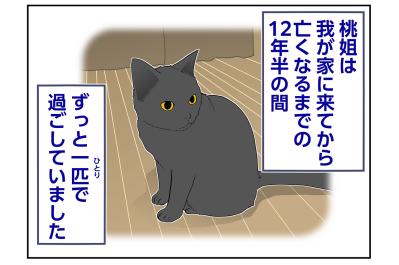 【マンガ・老猫日誌＃67】12年半おひとりさまで過ごした桃姐〜思い出の老猫日誌・桃姐と小論（サムネイル画像）