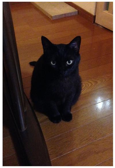 【マンガ・老猫日誌＃76】猫は吐くのが当たり前？〜思い出の老猫日誌・桃姐と小論（サムネイル画像3）