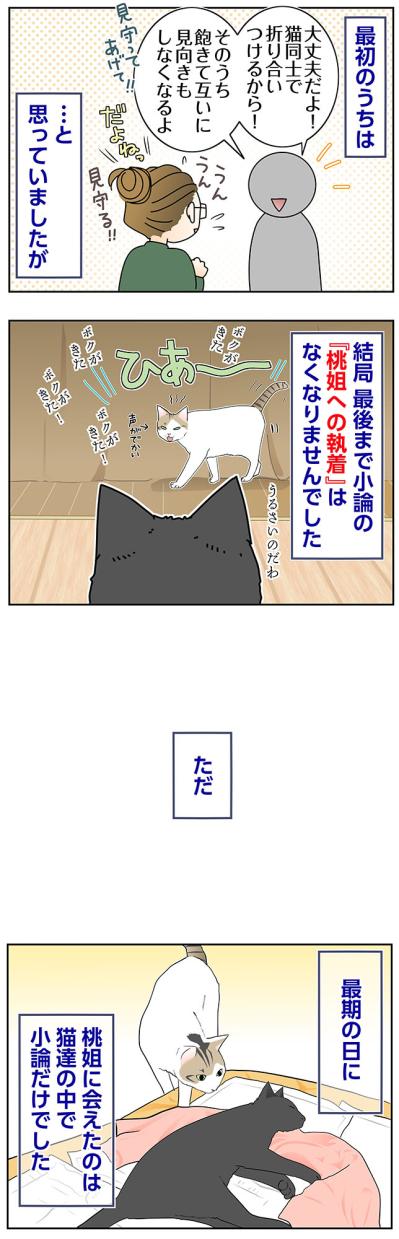 【マンガ・老猫日誌＃68】目には見えない猫たちの絆〜思い出の老猫日誌・桃姐と小論（サムネイル画像2）