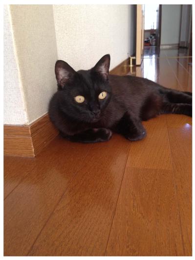 【マンガ・老猫日誌＃73】保護先のブログで桃姐は？〜思い出の老猫日誌・桃姐と小論（サムネイル画像3）