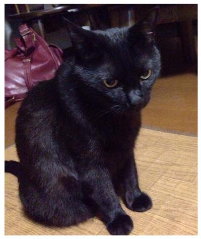 【マンガ・老猫日誌＃72】桃姐を迎える準備〜思い出の老猫日誌・桃姐と小論（サムネイル画像3）