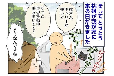 【マンガ・老猫日誌＃77】いよいよお迎え！〜思い出の老猫日誌・桃姐と小論（サムネイル画像）