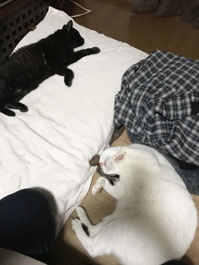 【マンガ・老猫日誌＃68】目には見えない猫たちの絆〜思い出の老猫日誌・桃姐と小論（サムネイル画像4）