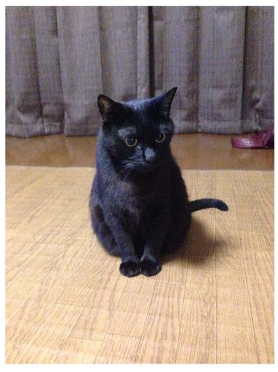 【マンガ・老猫日誌＃74】迎える前の桃姐の性格〜思い出の老猫日誌・桃姐と小論（サムネイル画像3）