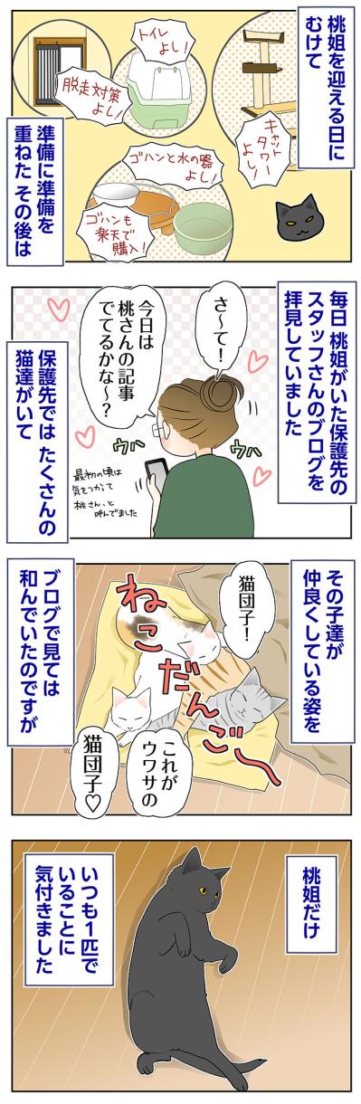 【マンガ・老猫日誌＃73】保護先のブログで桃姐は？〜思い出の老猫日誌・桃姐と小論（サムネイル画像2）