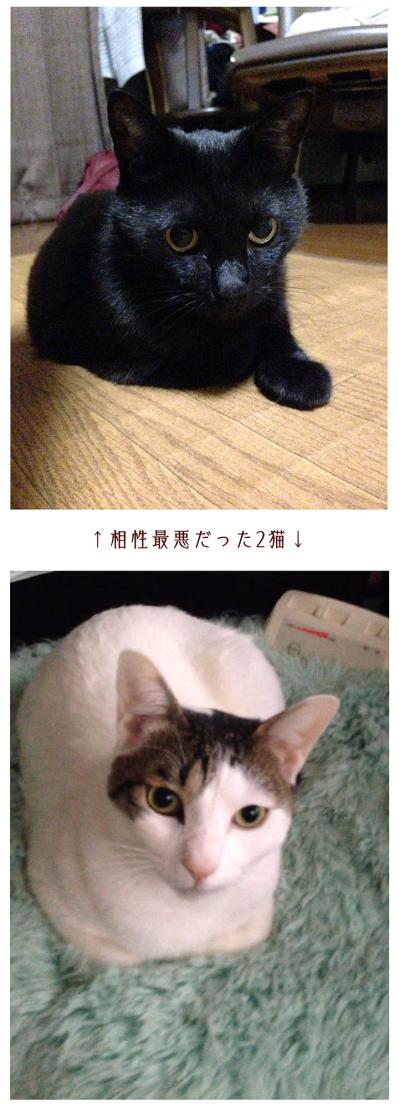 【マンガ・老猫日誌＃67】12年半おひとりさまで過ごした桃姐〜思い出の老猫日誌・桃姐と小論（サムネイル画像3）