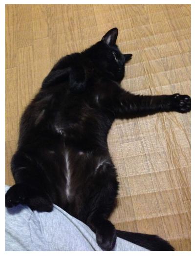 【マンガ・老猫日誌＃70】人と長く暮らしてきたのかも〜思い出の老猫日誌・桃姐と小論（サムネイル画像3）