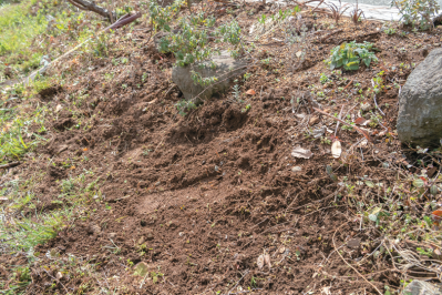 この春から育てたい！【ラベンダー】栽培を成功させる「温・湿・日」の三原則とは？（サムネイル画像16）