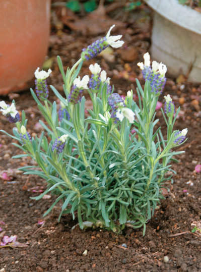 この春から育てたい！【ラベンダー】栽培を成功させる「温・湿・日」の三原則とは？（サムネイル画像4）