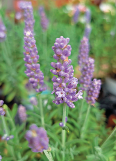 この春から育てたい！【ラベンダー】栽培を成功させる「温・湿・日」の三原則とは？（サムネイル画像3）