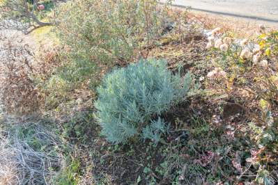 この春から育てたい！【ラベンダー】栽培を成功させる「温・湿・日」の三原則とは？（サムネイル画像18）