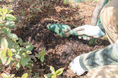 プロが伝授！【ラベンダー】栽培で失敗知らずの環境をつくるには？（サムネイル画像7）