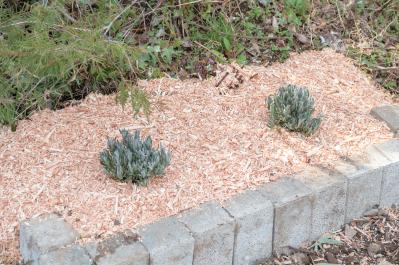 【ラベンダー】をレイズドベッドに植えつける方法を詳しく解説（サムネイル画像10）