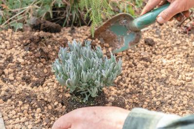 【ラベンダー】をレイズドベッドに植えつける方法を詳しく解説（サムネイル画像5）