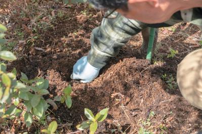 プロが伝授！【ラベンダー】栽培で失敗知らずの環境をつくるには？（サムネイル画像8）