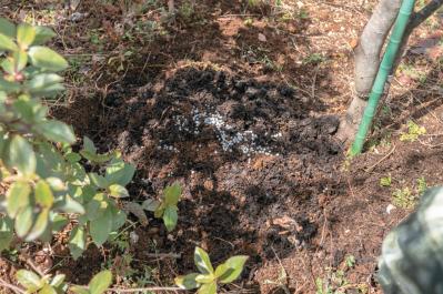 プロが伝授！【ラベンダー】栽培で失敗知らずの環境をつくるには？（サムネイル画像6）