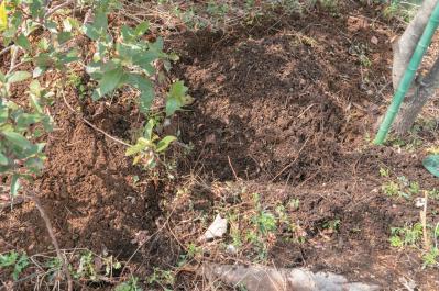 プロが伝授！【ラベンダー】栽培で失敗知らずの環境をつくるには？（サムネイル画像5）