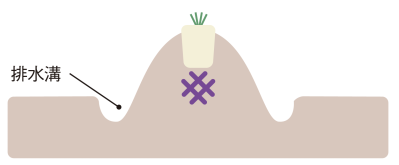 プロが伝授！【ラベンダー】栽培で失敗知らずの環境をつくるには？（サムネイル画像3）