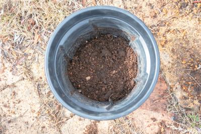 狭いスペースでも育てられる！【ラベンダーの鉢植え】根腐れ予防が成功のカギ（サムネイル画像12）
