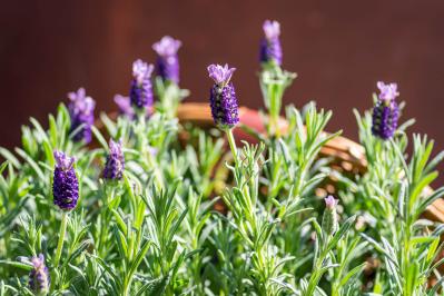 狭いスペースでも育てられる！【ラベンダーの鉢植え】根腐れ予防が成功のカギ