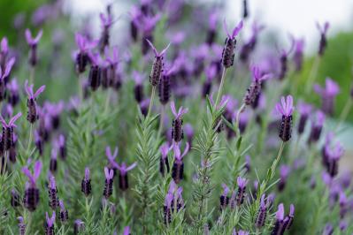 プロが伝授！【ラベンダー】栽培で失敗知らずの環境をつくるには？