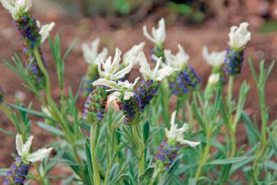 この春注目の【ラベンダーコレクション】お気に入りを見つけて育てよう！（サムネイル画像5）