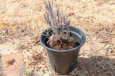 狭いスペースでも育てられる！【ラベンダーの鉢植え】根腐れ予防が成功のカギ（サムネイル画像7）