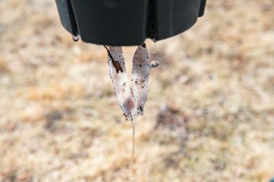 狭いスペースでも育てられる！【ラベンダーの鉢植え】根腐れ予防が成功のカギ（サムネイル画像11）